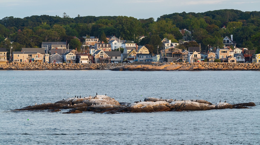 Rockport which includes a coastal town, island views and bird life