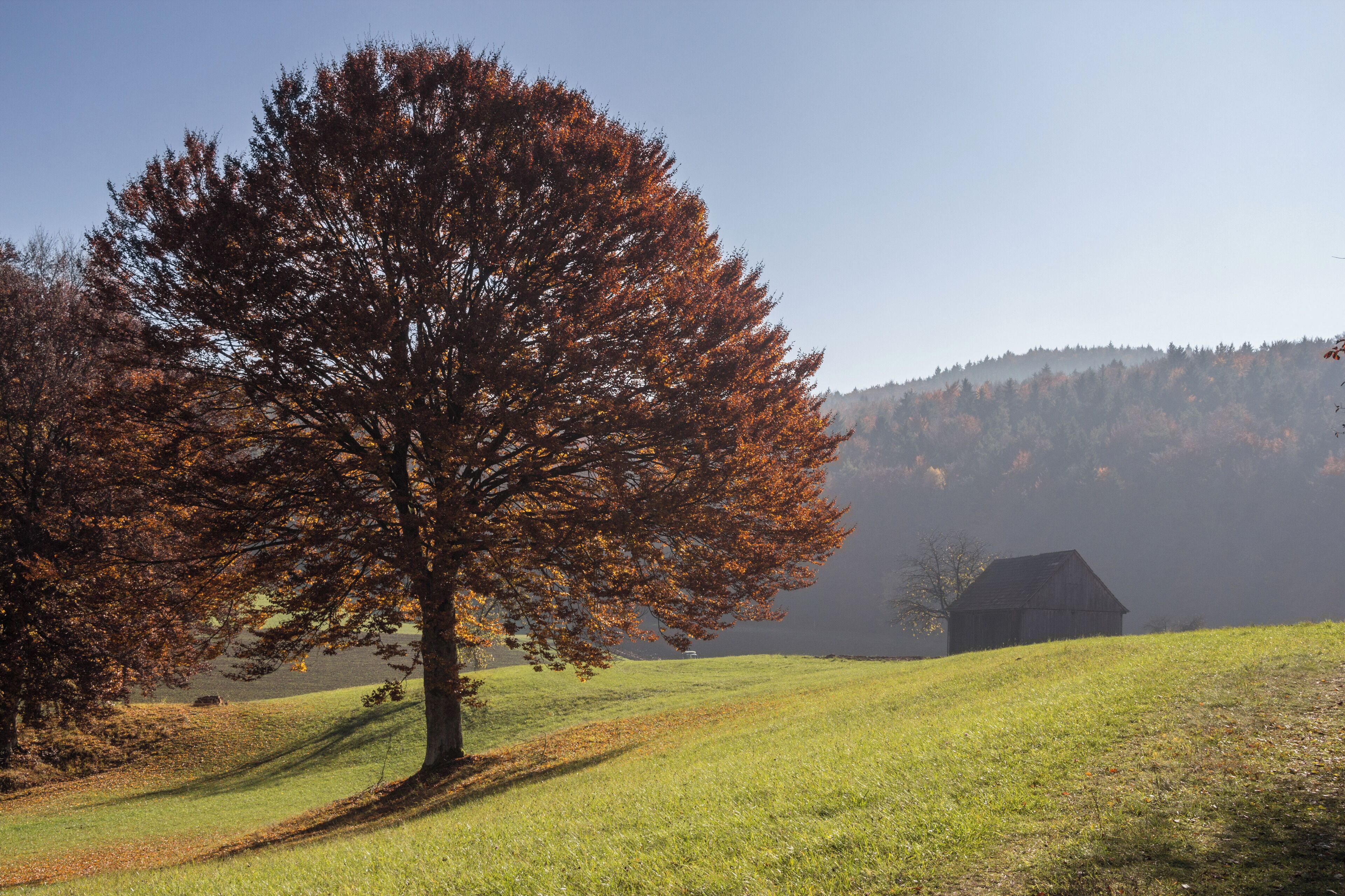 Einzelbaum auf Feld, Landschaftsschutzgebiet Högenbachtal, Lichtenegg, Beselberg mit westlichem Birgland, Fürnried