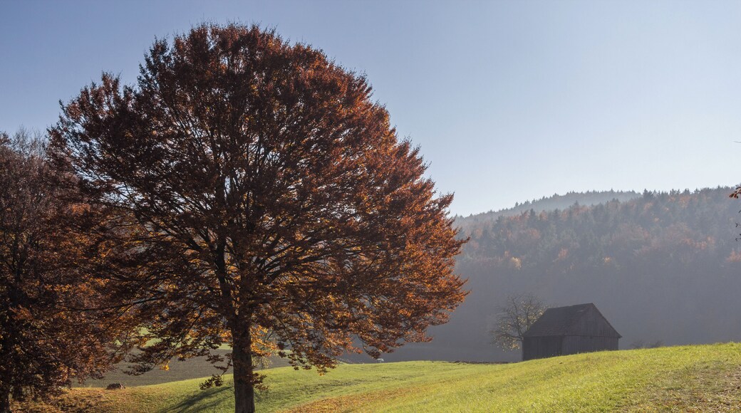 Einzelbaum auf Feld, Landschaftsschutzgebiet Högenbachtal, Lichtenegg, Beselberg mit westlichem Birgland, Fürnried