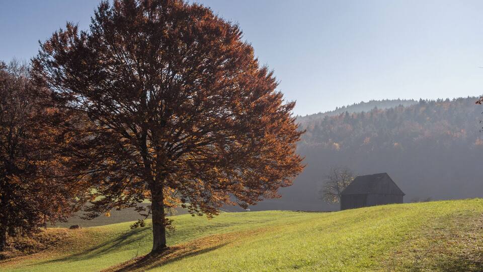 A large tree with autumn leaves, a grassy field, and a barn in the background.