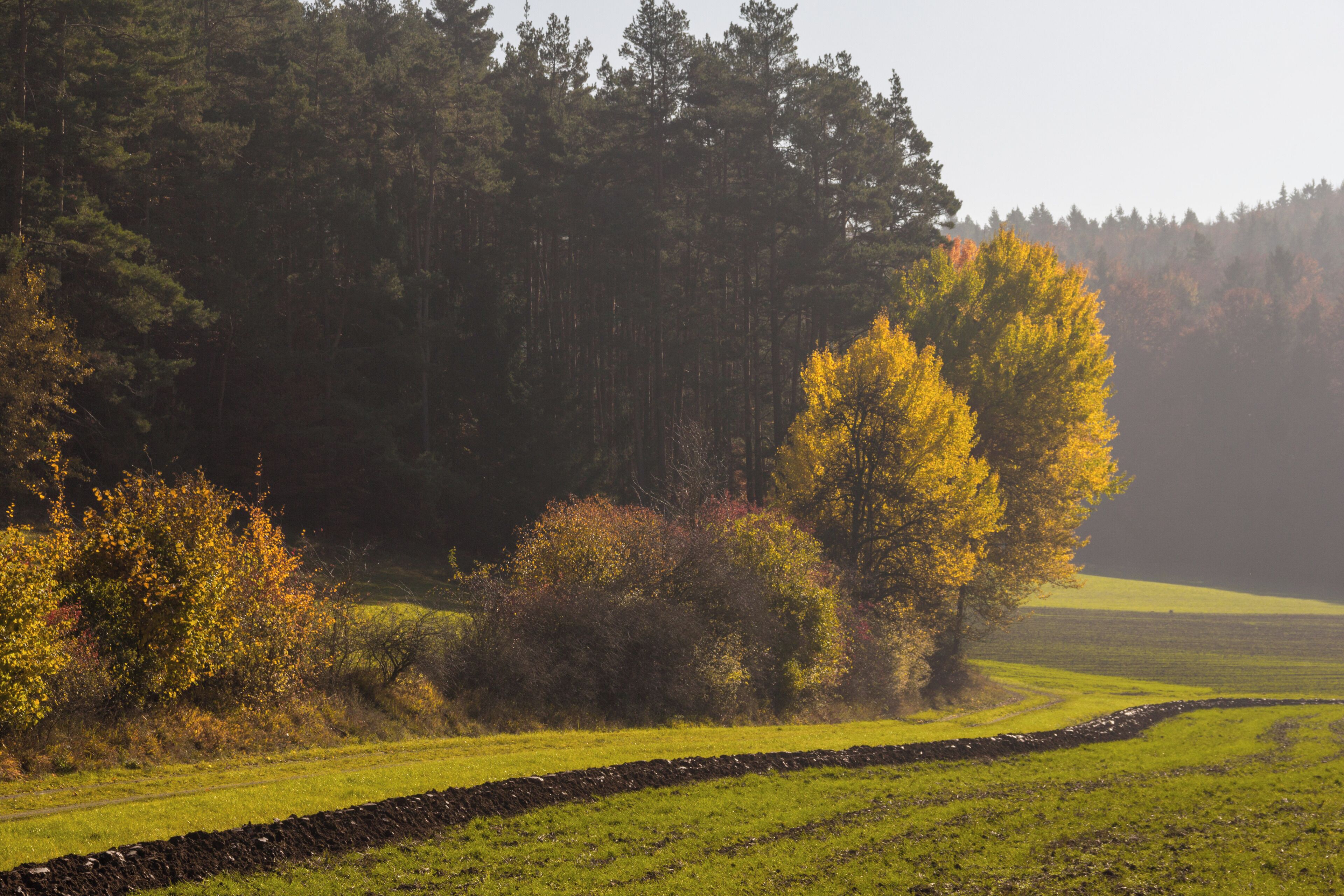 A rural landscape with a stone wall, a grassy field, and a forest with autumn-colored trees.
