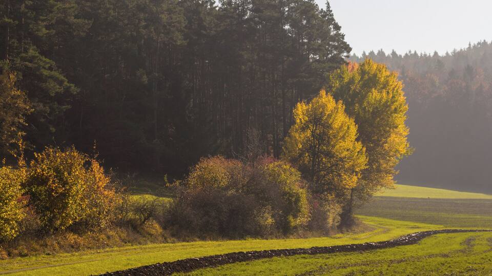 A rural landscape with a stone wall, a grassy field, and a forest with autumn-colored trees.