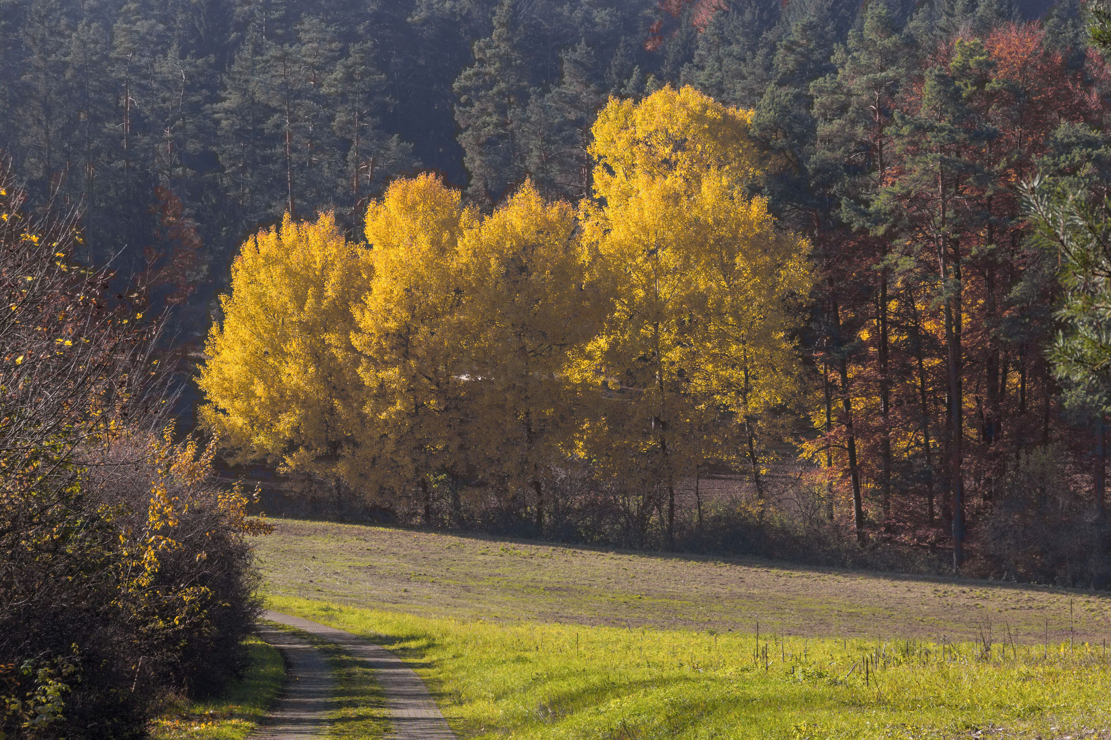 Herbstlicher Waldrand, Landschaftsschutzgebiet Högenbachtal, Lichtenegg, Beselberg mit westlichem Birgland, Fürnried