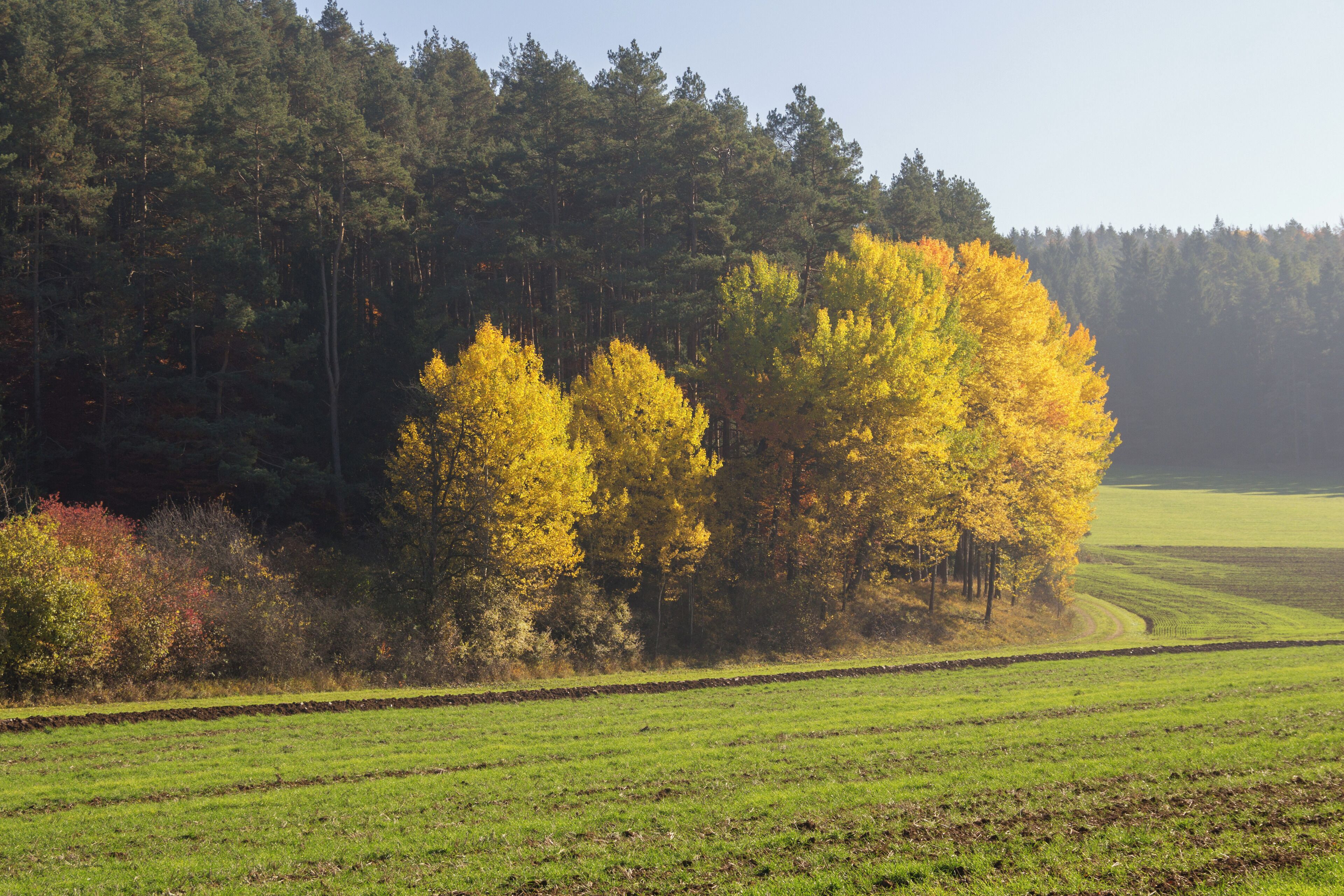 Herbstlicher Waldrand, Landschaftsschutzgebiet Högenbachtal, Lichtenegg, Beselberg mit westlichem Birgland, Fürnried