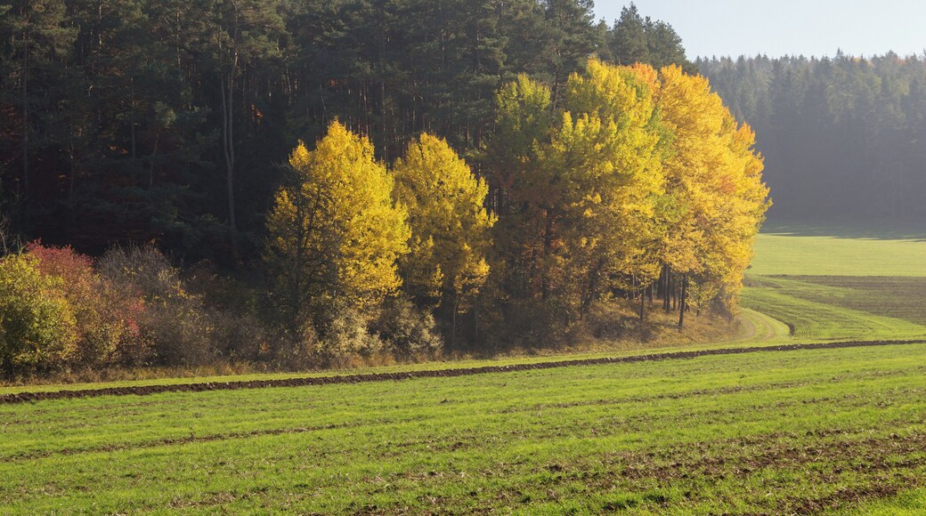 Herbstlicher Waldrand, Landschaftsschutzgebiet Högenbachtal, Lichtenegg, Beselberg mit westlichem Birgland, Fürnried