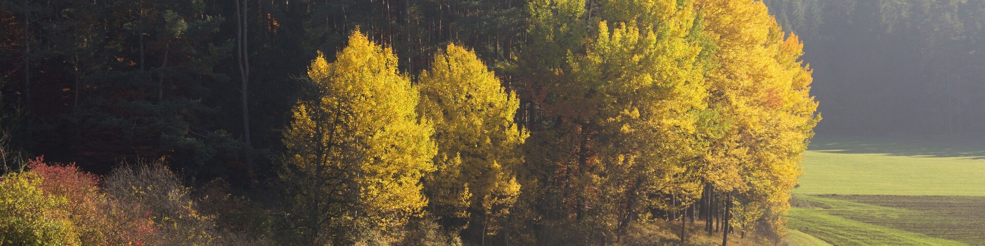 Herbstlicher Waldrand, Landschaftsschutzgebiet Högenbachtal, Lichtenegg, Beselberg mit westlichem Birgland, Fürnried