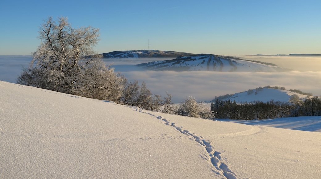 Witch-beech on Himmeldunkberg in the Rhön Mountains. In the background Kreuzberg and Arnsberg.
