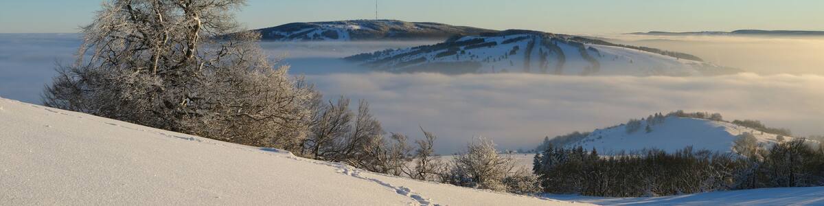 Witch-beech on Himmeldunkberg in the Rhön Mountains. In the background Kreuzberg and Arnsberg.