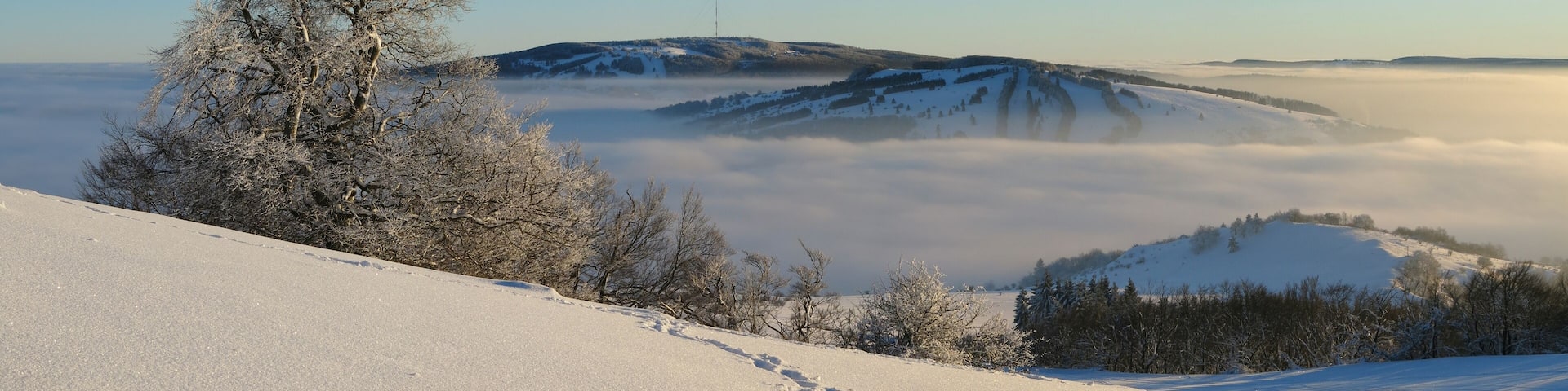 Witch-beech on Himmeldunkberg in the Rhön Mountains. In the background Kreuzberg and Arnsberg.