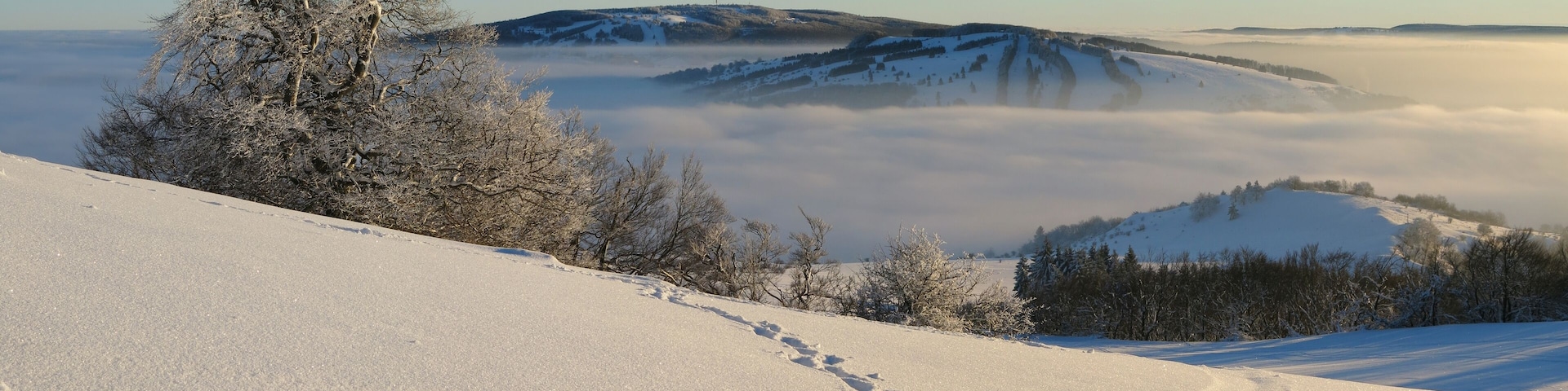Witch-beech on Himmeldunkberg in the Rhön Mountains. In the background Kreuzberg and Arnsberg.