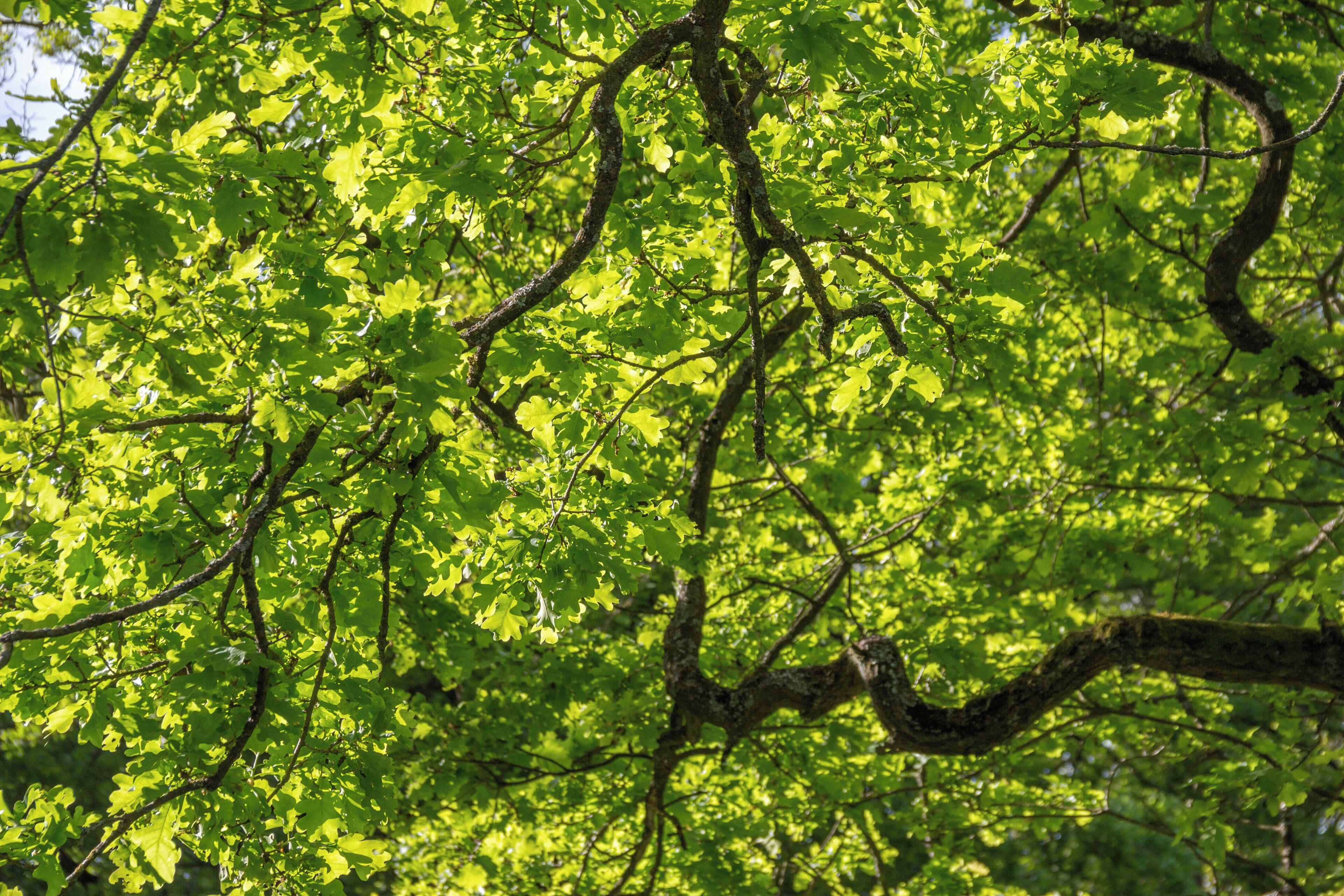 Fennat Anger, Geschützter Landschaftsbestandteil, LSG Ausweisung des LSG Südlicher Jura mit Moritzberg und Umgebung, Engelthal
