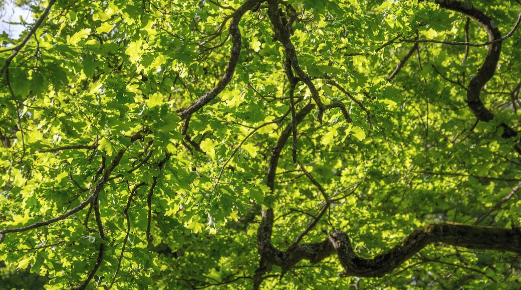 Fennat Anger, Geschützter Landschaftsbestandteil, LSG Ausweisung des LSG Südlicher Jura mit Moritzberg und Umgebung, Engelthal