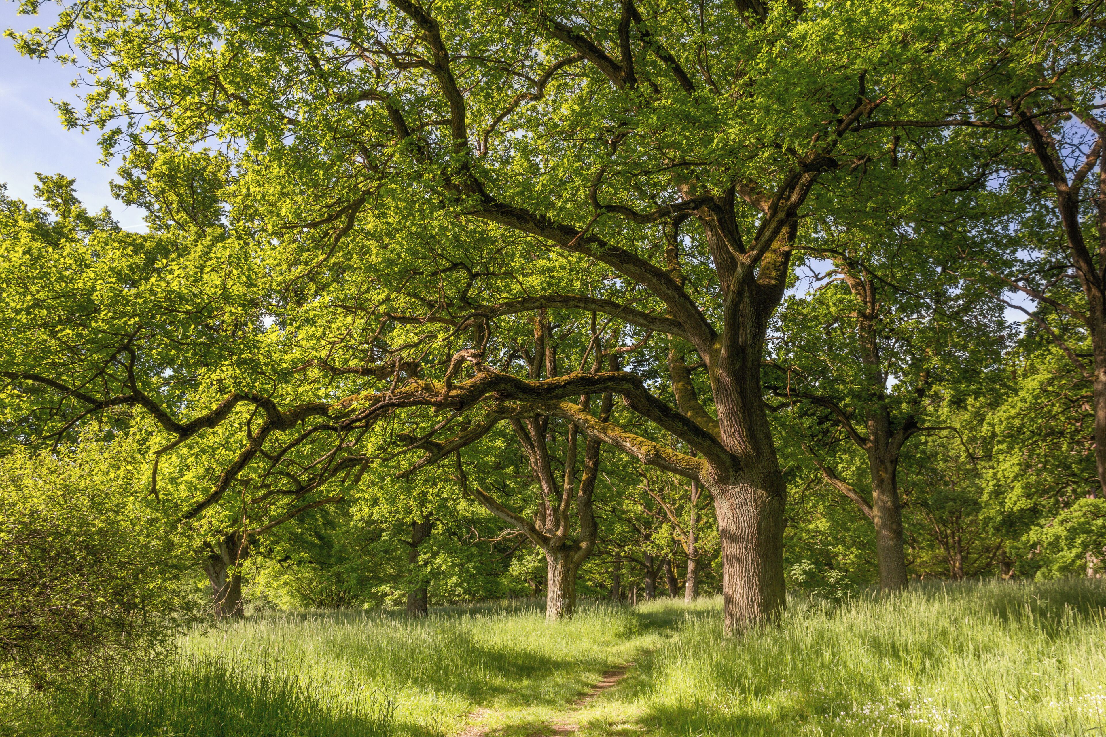 Fennat Anger, Geschützter Landschaftsbestandteil, LSG Ausweisung des LSG Südlicher Jura mit Moritzberg und Umgebung, Engelthal