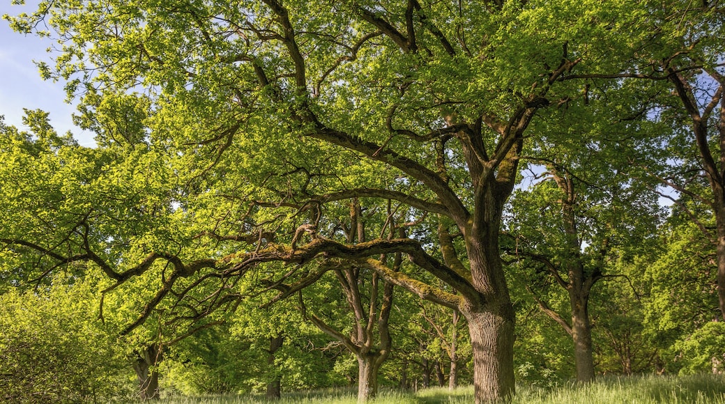 Fennat Anger, Geschützter Landschaftsbestandteil, LSG Ausweisung des LSG Südlicher Jura mit Moritzberg und Umgebung, Engelthal