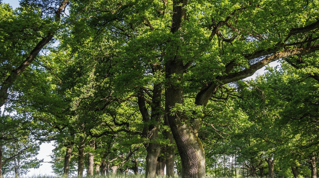 Fennat Anger, Geschützter Landschaftsbestandteil, LSG Ausweisung des LSG Südlicher Jura mit Moritzberg und Umgebung, Engelthal