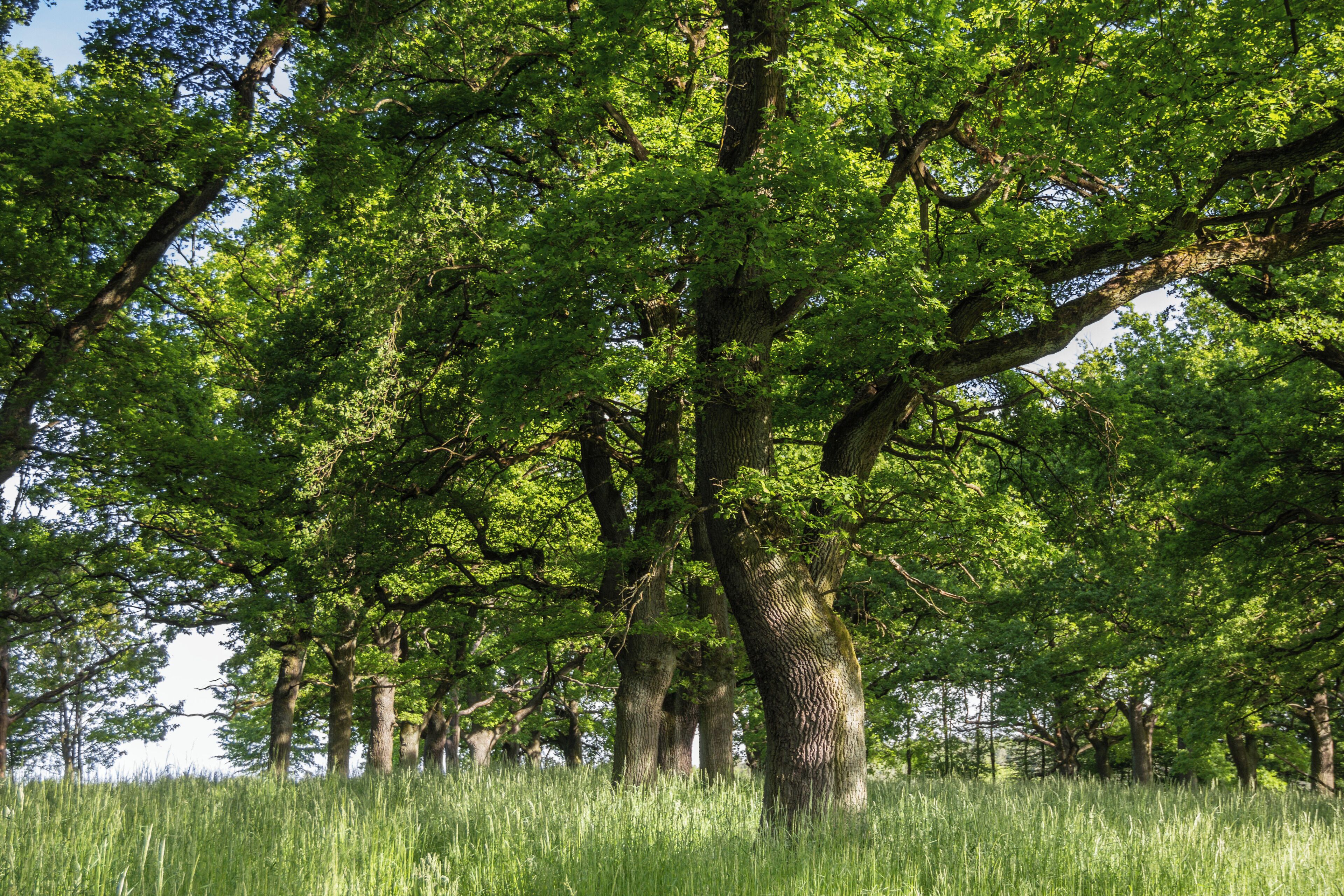 A grove of tall trees with dense green foliage.