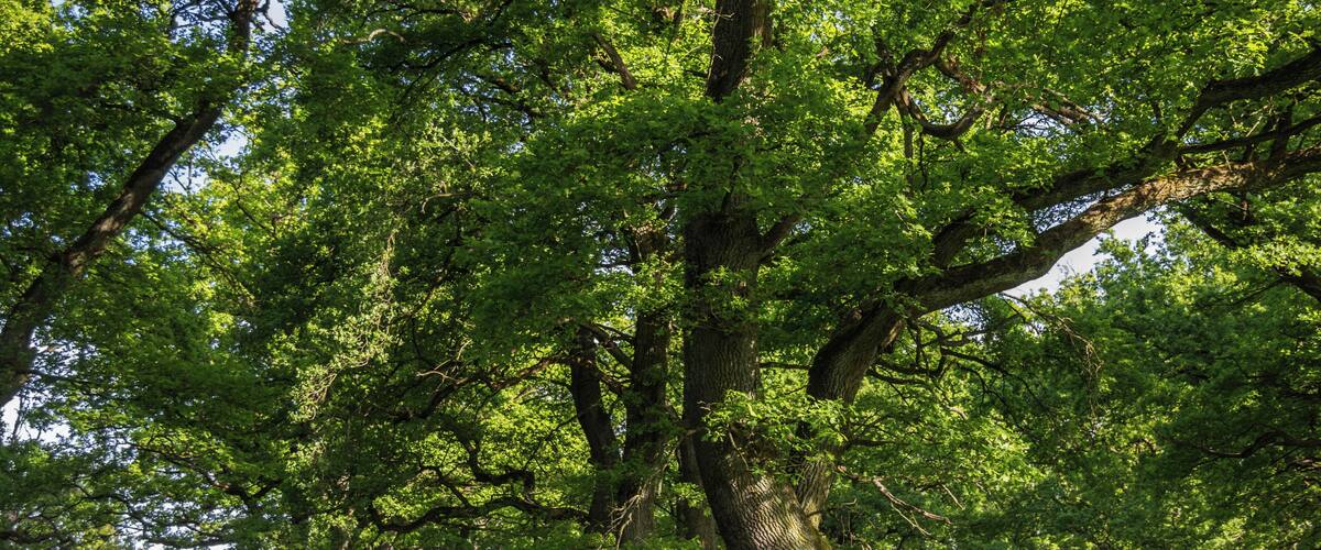 A grove of tall trees with dense green foliage.