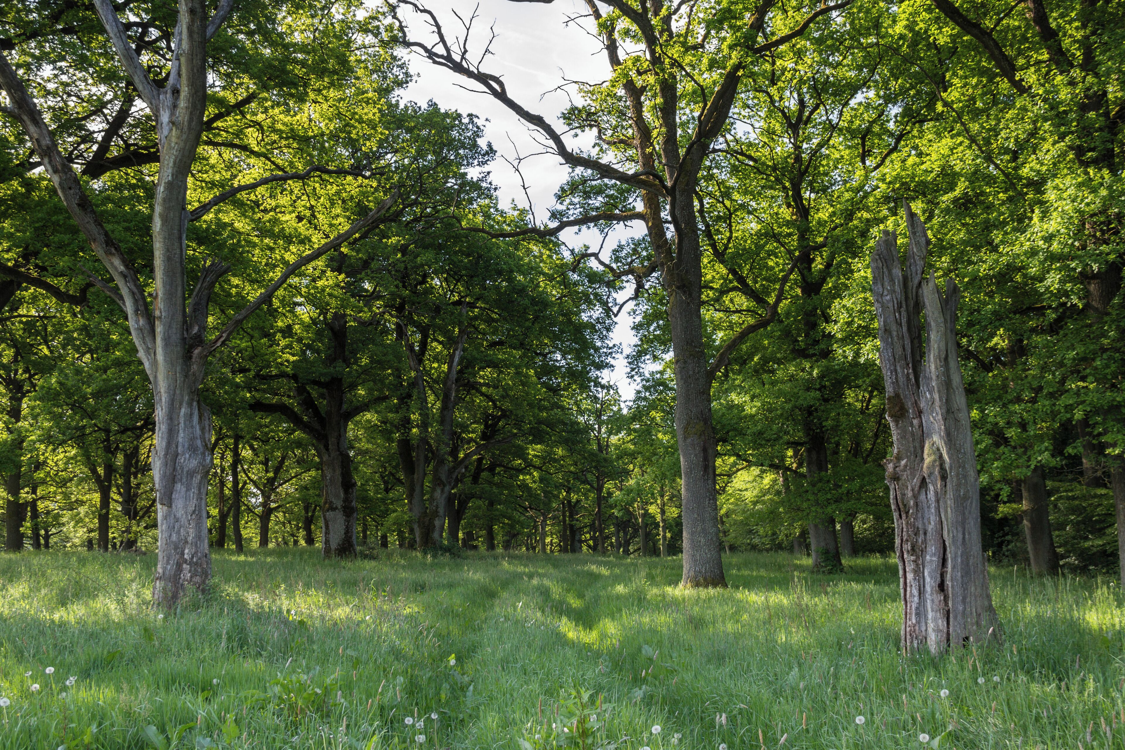 Fennat Anger, Geschützter Landschaftsbestandteil, LSG Ausweisung des LSG Südlicher Jura mit Moritzberg und Umgebung, Engelthal