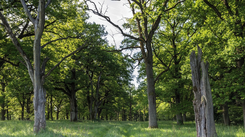 Fennat Anger, Geschützter Landschaftsbestandteil, LSG Ausweisung des LSG Südlicher Jura mit Moritzberg und Umgebung, Engelthal