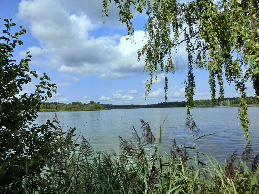 Un lago tranquilo rodeado de vegetación y un cielo despejado.