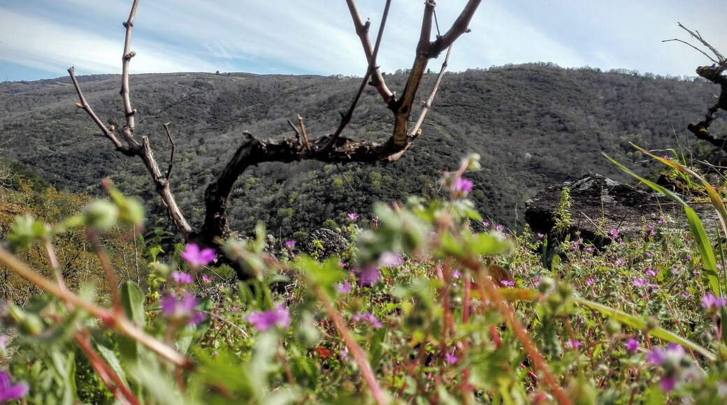 Injerto de vid mencía en la Ribeira Sacra