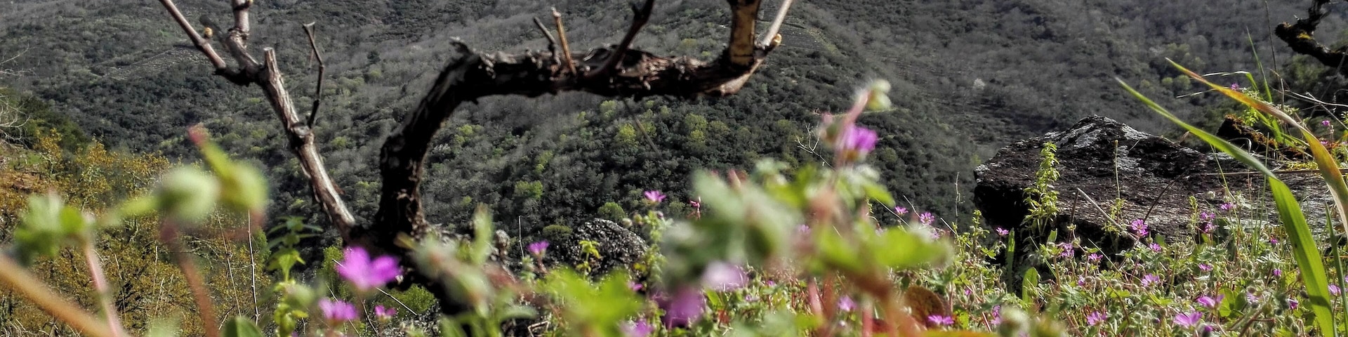Injerto de vid mencía en la Ribeira Sacra