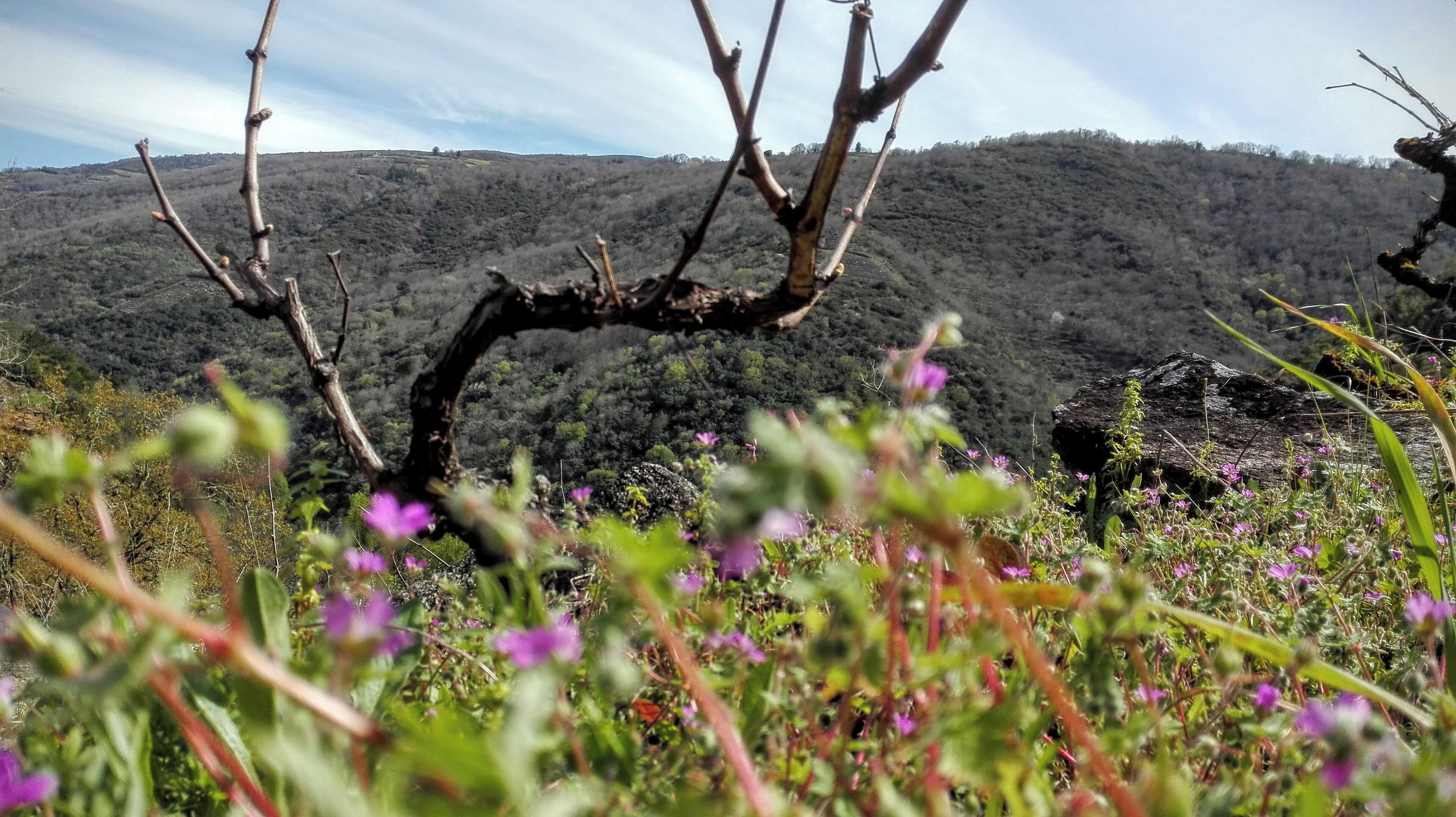 A barren tree in a field with purple flowers and a hill in the background.