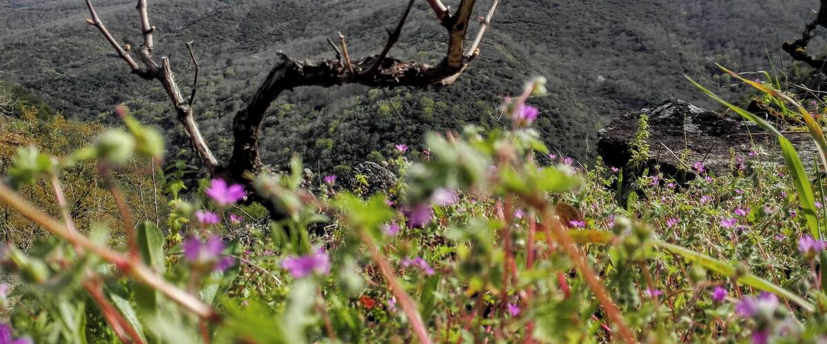 A barren tree in a field with purple flowers and a hill in the background.