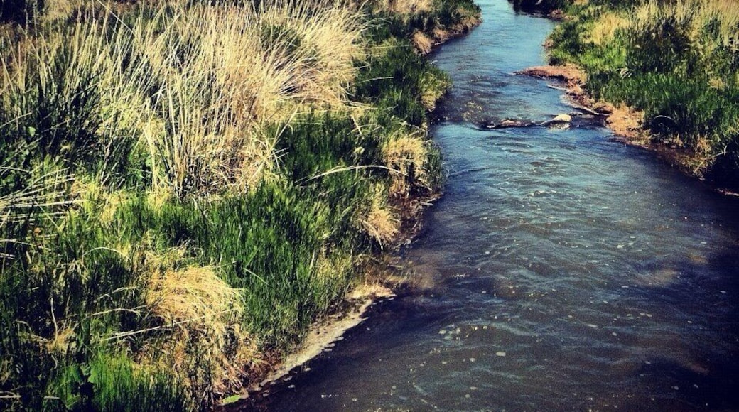 Water in the desert. #creek #oasis