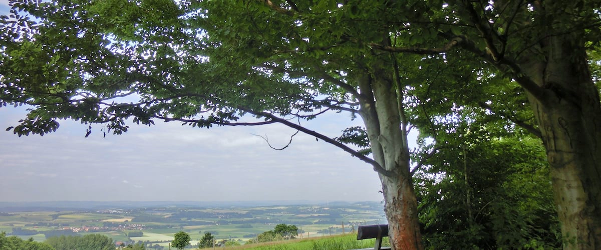 A tree-lined hill with a bench overlooking a rural landscape.