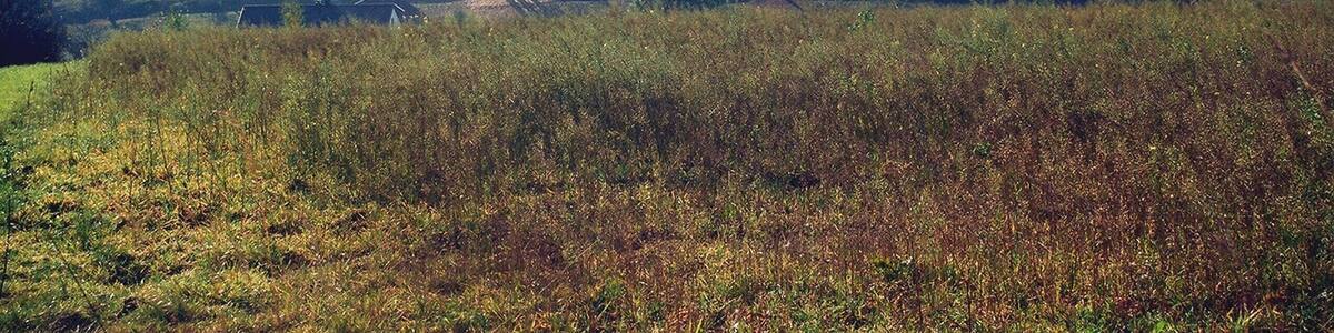 Obererlbach (Haundorf), landscape
