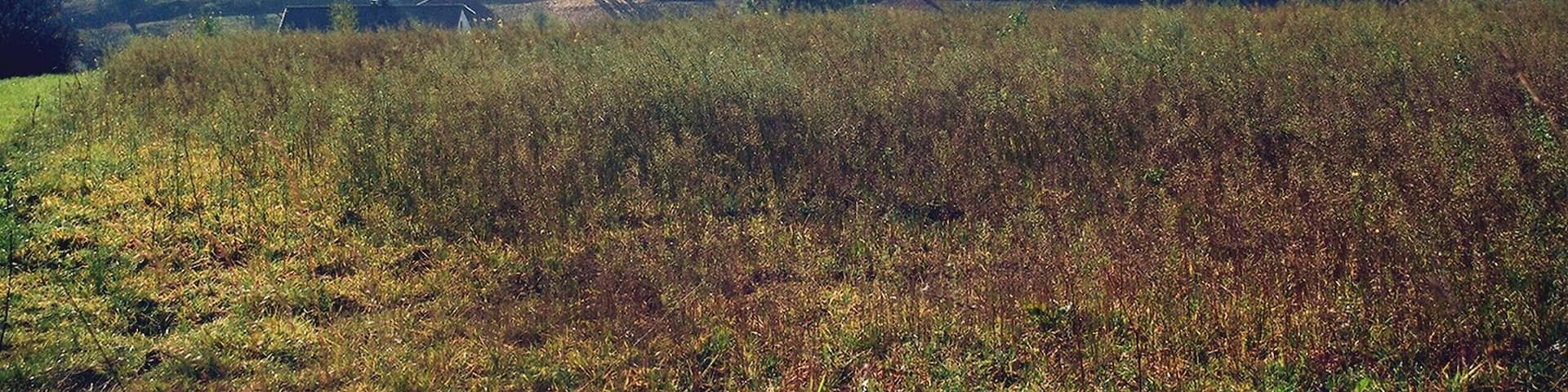 Obererlbach (Haundorf), landscape