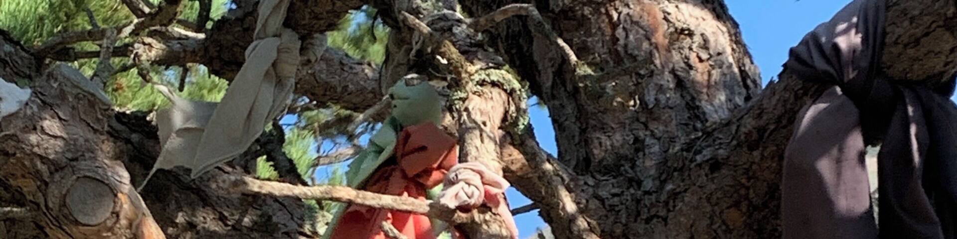 A tree with a rope and cloth tied around it.