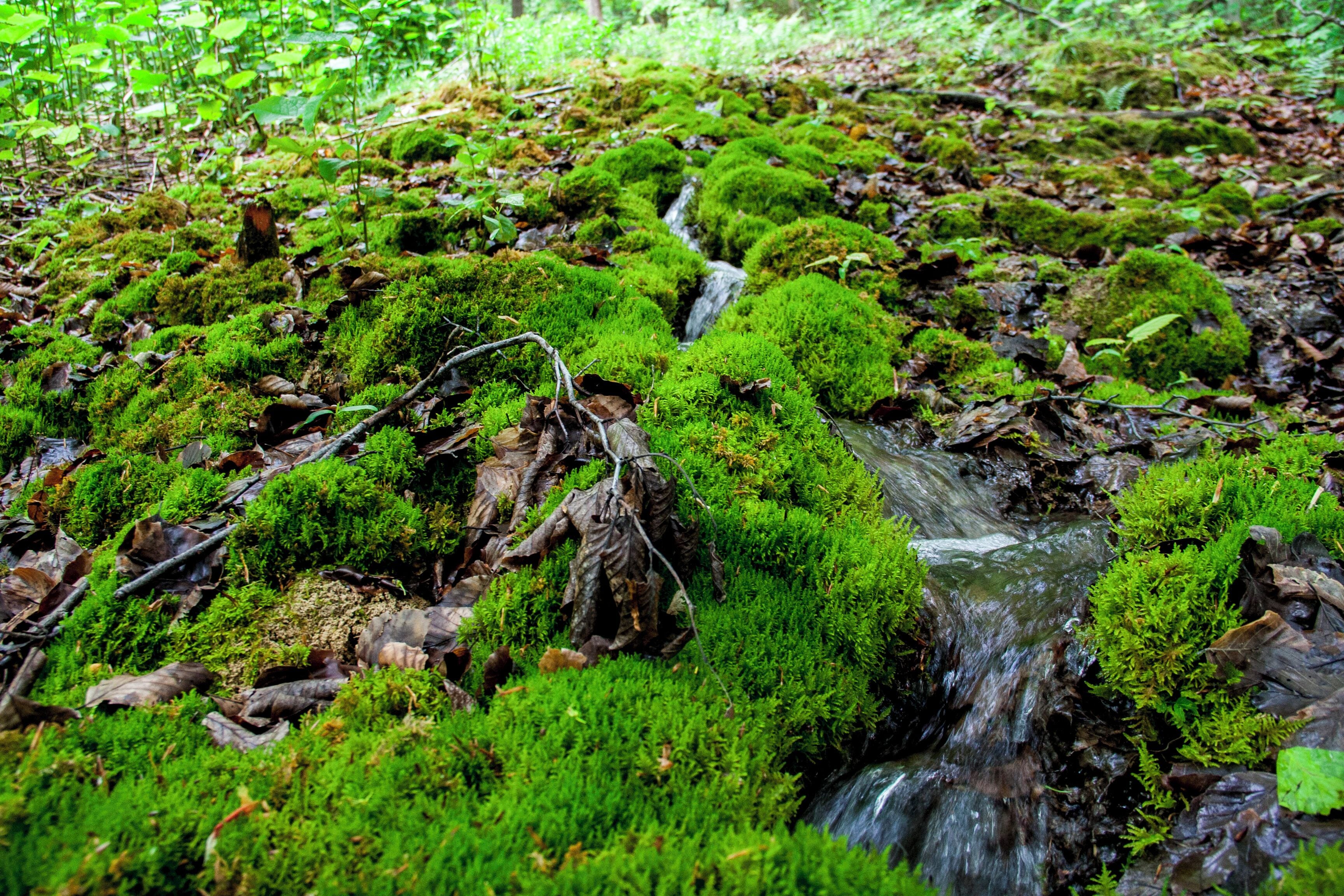 A moss-covered stream in a forest.