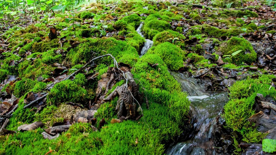 A moss-covered stream in a forest.