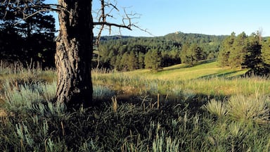 USA, Nebraska, Chadron SP. Spiky grasses and pine trees border a meadow at Chadron State Park, in Dawes County, Nebraska.