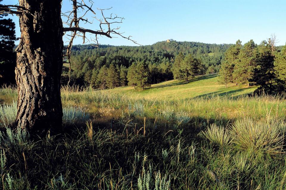 Une colline herbeuse, parsemée d’arbres, avec une forêt en arrière-plan.
