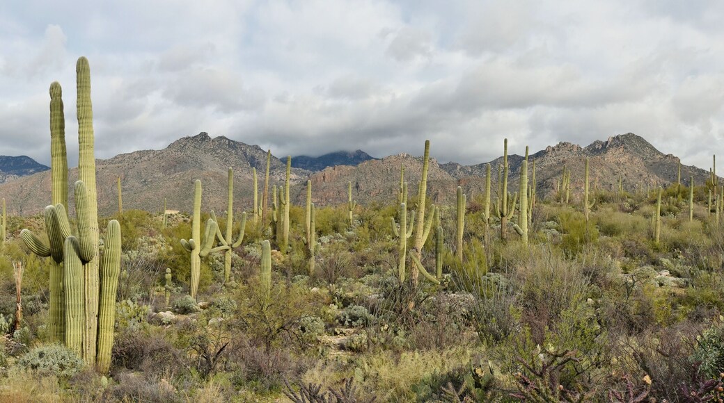 A forest of saguaro cactus in the Catalina Mountains of Coronado National Forest outside Tucson, Arizona.