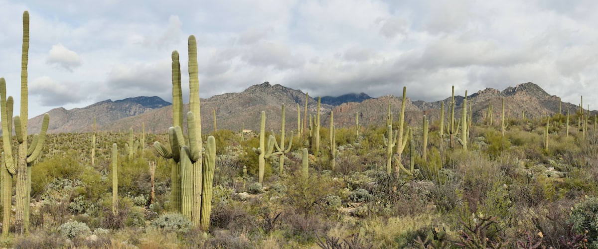 A forest of saguaro cactus in the Catalina Mountains of Coronado National Forest outside Tucson, Arizona.
