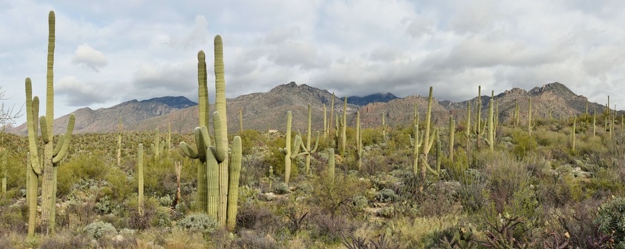 A forest of saguaro cactus in the Catalina Mountains of Coronado National Forest outside Tucson, Arizona.