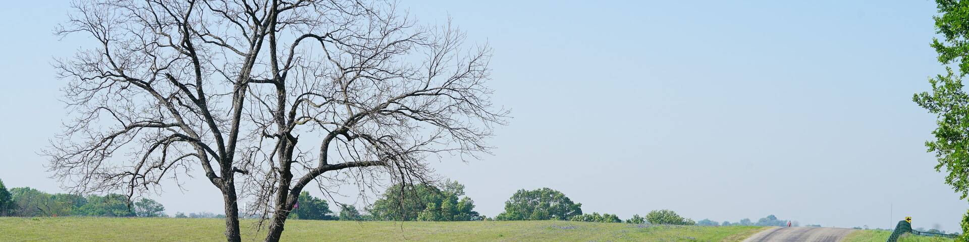 Driving along a rural countryside road with Texas Bluebonnet wildflowers blooming during spring time