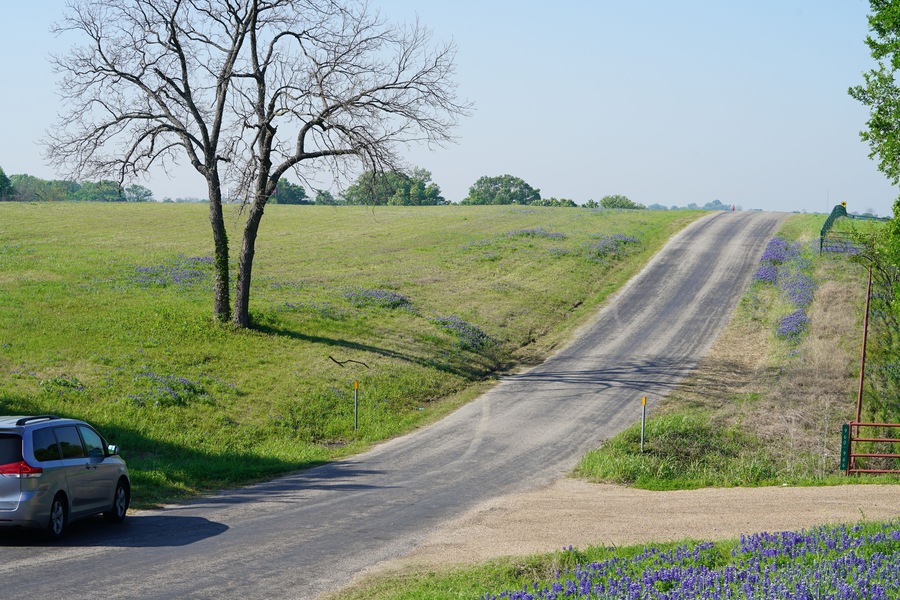 A rural road with a car parked on the side, surrounded by fields of purple flowers and a large tree.
