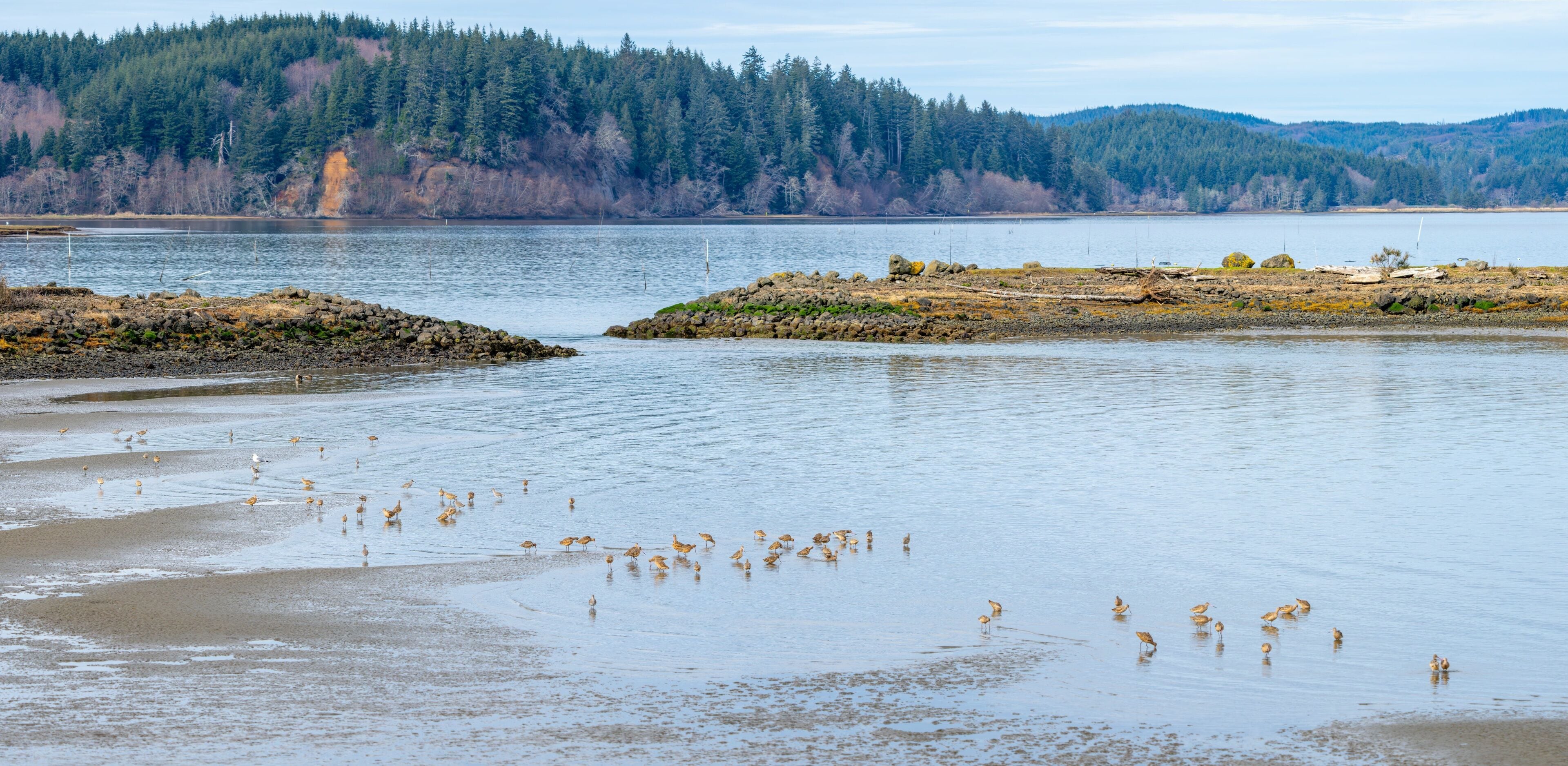 Panorama of Marbled Godwits Wintering at Tokeland Marina in Washington State