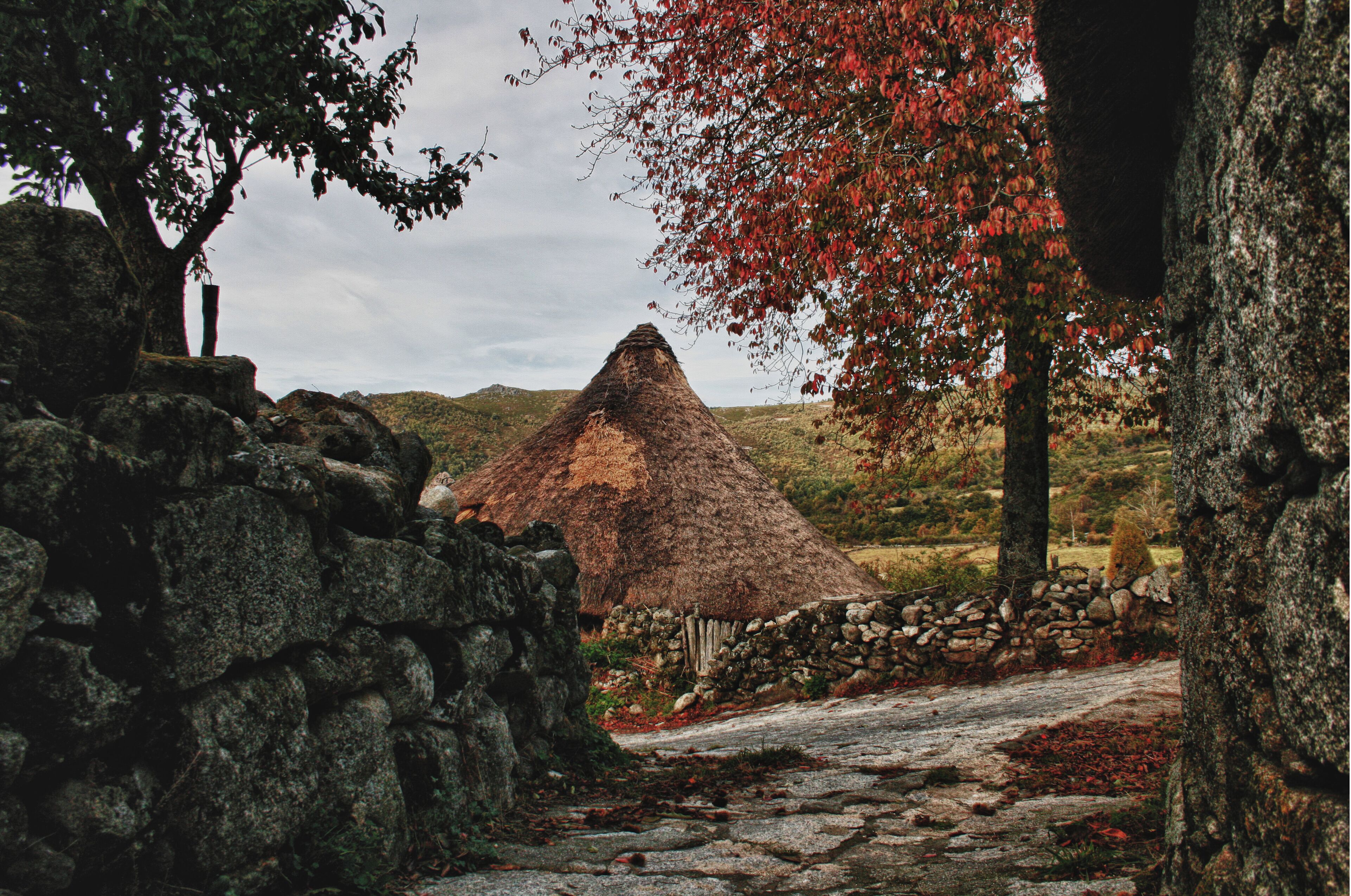 A stone wall, a thatched-roof structure, and a tree with red leaves.
