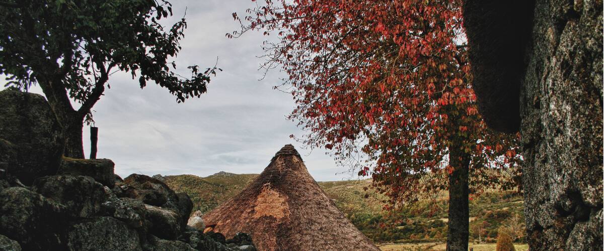 A stone wall, a thatched-roof structure, and a tree with red leaves.