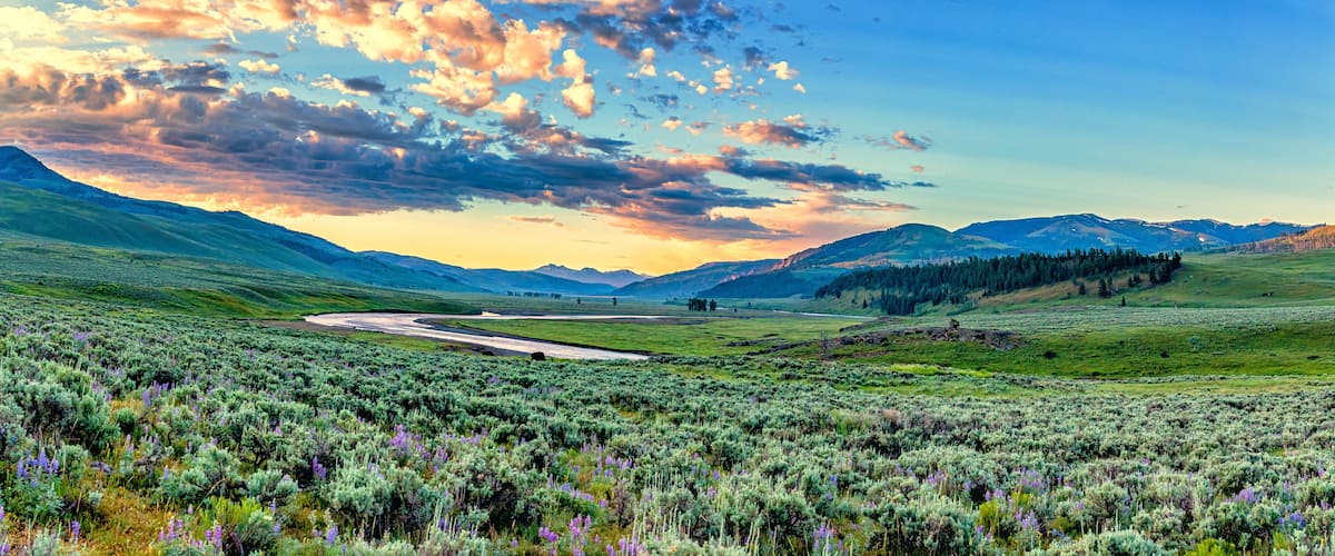 A winding road through a lush valley with mountains in the background and purple wildflowers in the foreground.