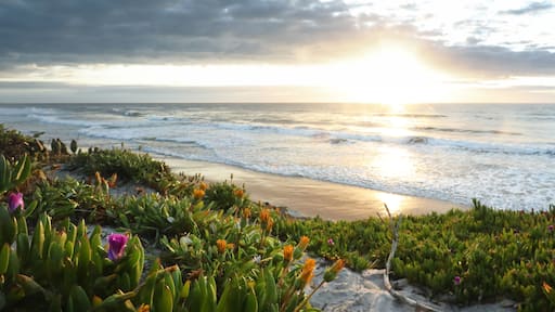 Golden first light at sunrise at Lake Cathie on the Mid North Coast of NSW near Port Macquarie. Beautiful pigface wildflowers on the sand dunes looking east over the ocean.
