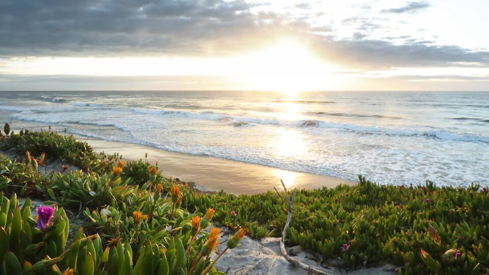 A beach with waves, a sunset, and green vegetation.