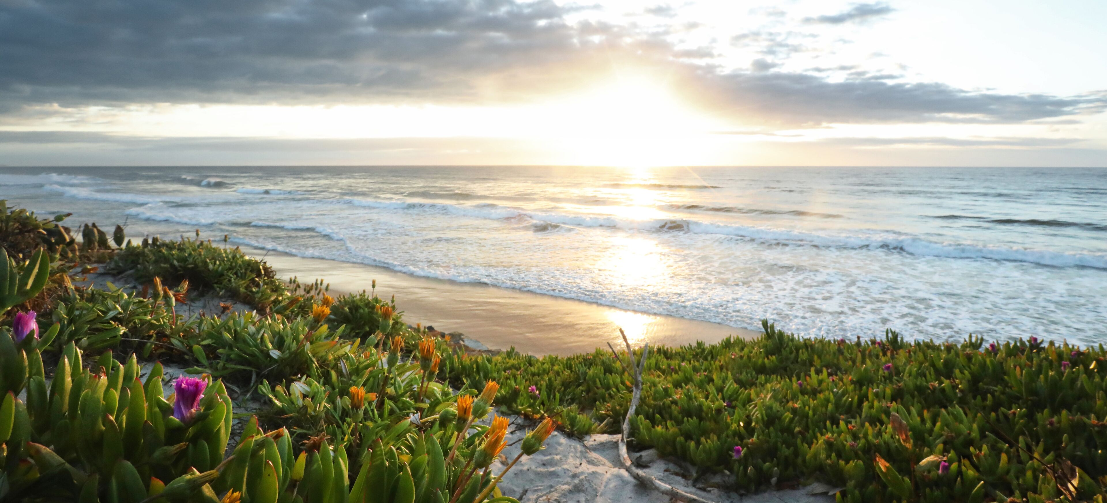 A beach with waves, a sunset, and green vegetation.