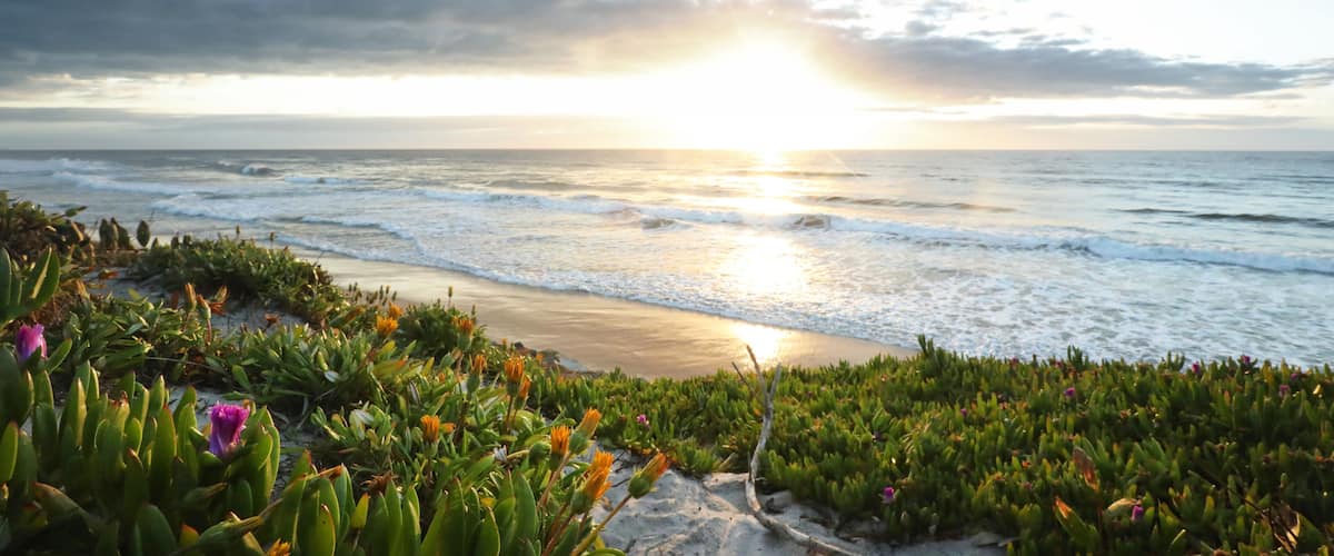 A beach with waves, a sunset, and green vegetation.